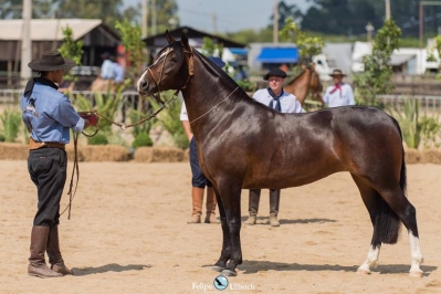 Bocal de Ouro